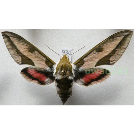 Hyles euphorbiae (Linnaeus, 1758) Czech 64mm93d